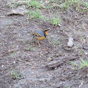 Varied Thrush