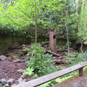 Northern Raccoon Exhibit