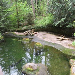 Otter or Beaver Pool