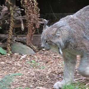 Canada Lynx