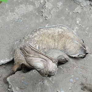 American Badger
