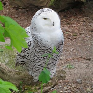 Snowy Owl