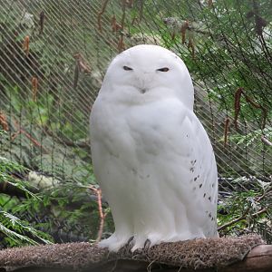 Snowy Owl