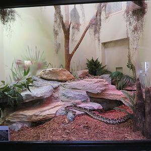 Eastern Diamondback Rattlesnake