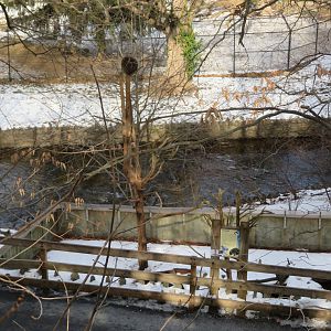 North American Porcupine