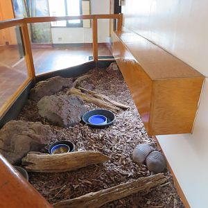 Nine-banded Armadillo Exhibit