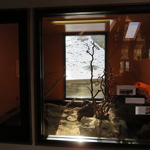 Desert Lizard Exhibit