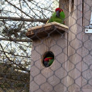 Thick-billed Parrots