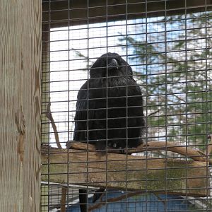 Common Raven