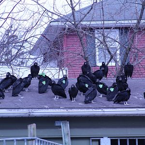 Wild Black Vultures w/ Tags