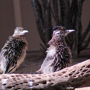 Greater Roadrunners