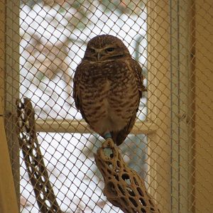 Burrowing Owl