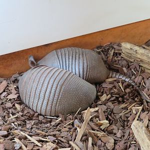 Nine-banded Armadillos
