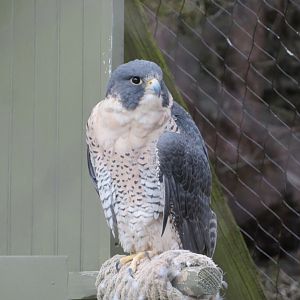 Peregrine Falcon