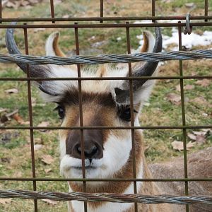 Friend Pronghorn