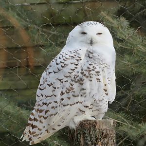Snowy Owl