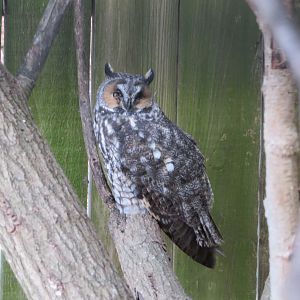 Long-eared Owl