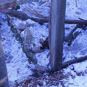 American Pine Marten