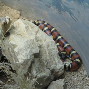 Milk Snake