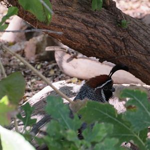 Gambel's Quail