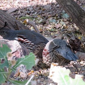 Gambel's Quail