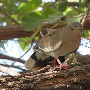 White-winged Dove