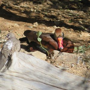 Black-bellied Whistling Duck