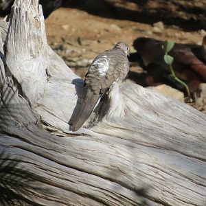 Inca Dove