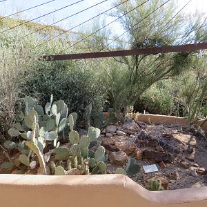 Morafka's Desert Tortoise Exhibit