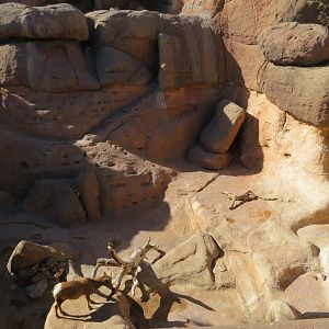 Desert Bighorn Sheep Exhibit