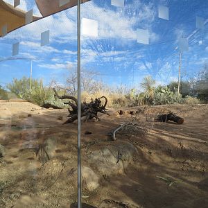 Black-tailed Prairie Dog Exhibit