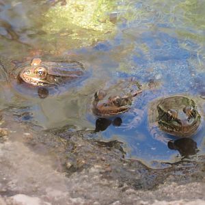 Lowland Leopard Frogs (unsigned)