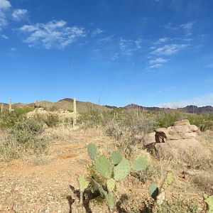 Famous Coyote Exhibit