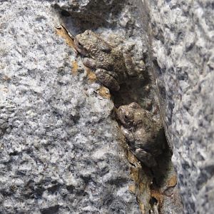 Canyon Tree Frogs