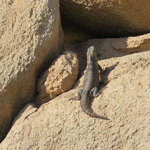Hybrid Spiny-tailed Iguana (Feral)