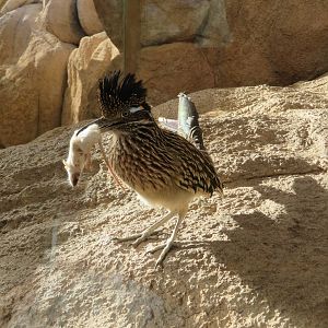 Roadrunner Wants to Share