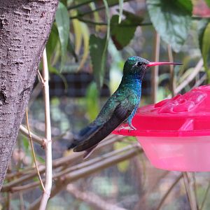 Broad-billed Hummingbird