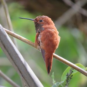 Rufous Hummingbird