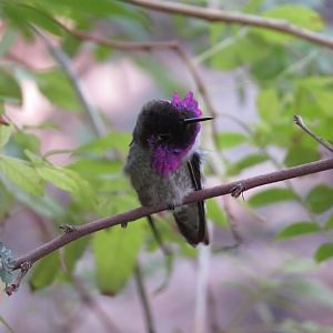 Costa's Hummingbird