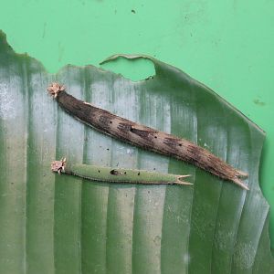 caterpillars of Yellow-edged Giant Owl (Caligo atreus)