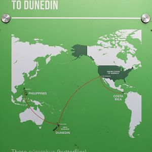 butterfly import information