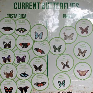 butterfly identification board