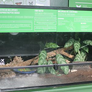 tank for African Giant Millipedes (Archispirostreptus gigas)