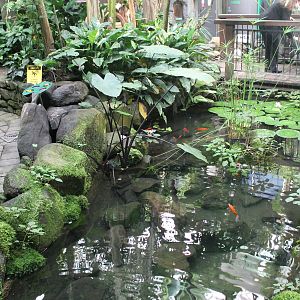 Goldfish pool
