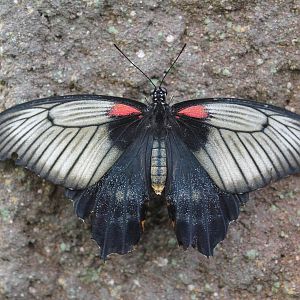 female Asian Swallowtail (Papilio lowi)