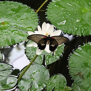 female Asian Swallowtail (Papilio lowi) on waterlily flower