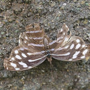 Blue Wave (Myscelia cyaniris) - not looking very blue!