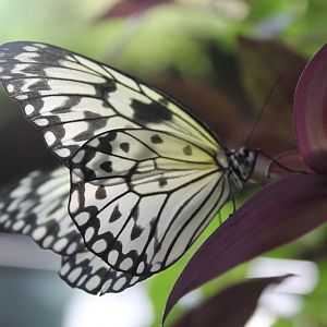 Paper Kite (Idea leuconoe)
