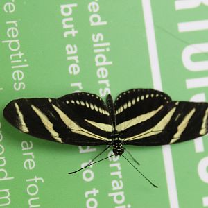 Zebra Longwing (Heliconius charithonia)