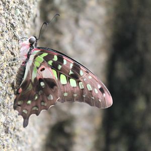 Tailed Jay (Graphium agamemnon), underwing